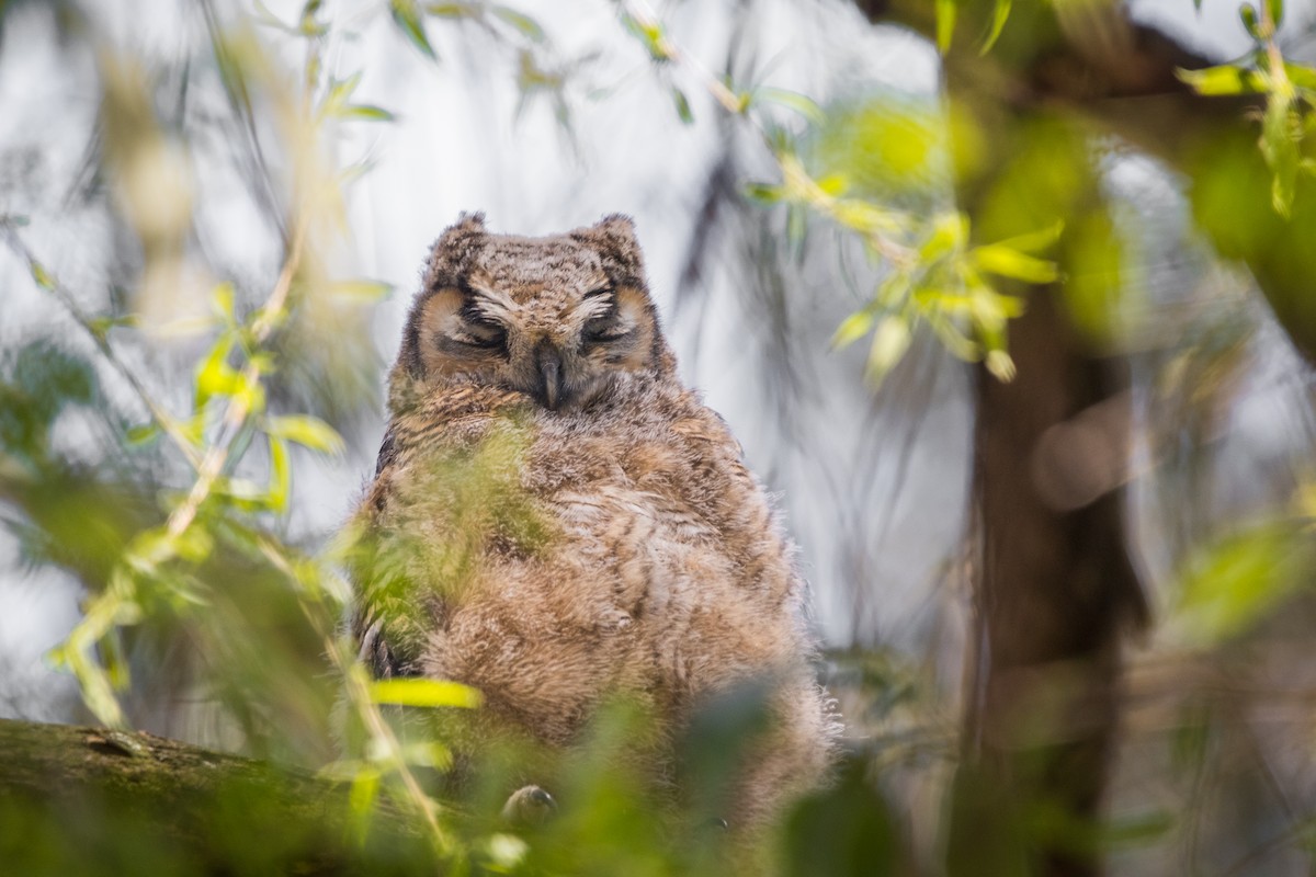 Great Horned Owl - ML315211761
