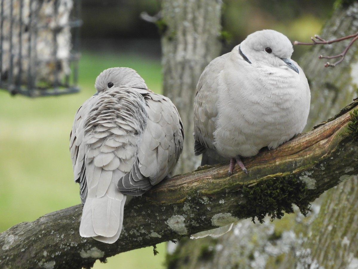 Eurasian Collared-Dove - S and R McDonald