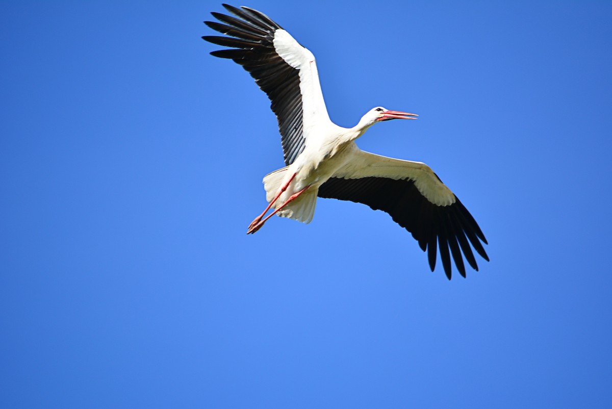 White Stork - ML315220981