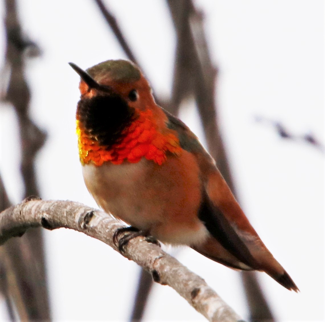 Allen's Hummingbird - Barry Spolter