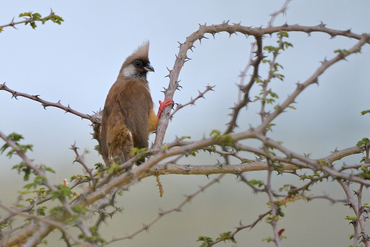 Speckled Mousebird - ML315231081