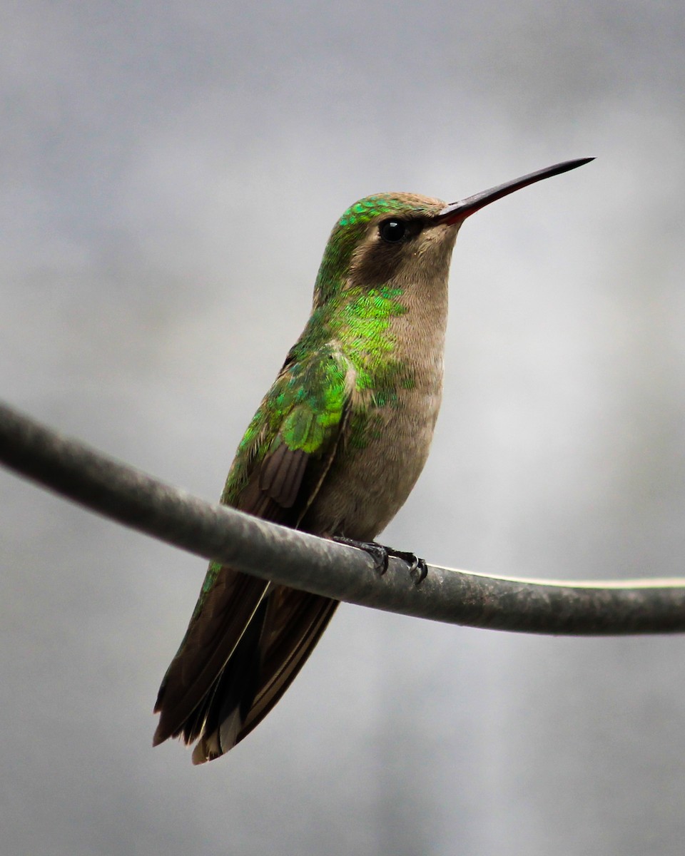 Broad-billed Hummingbird - Daniel Guajardo