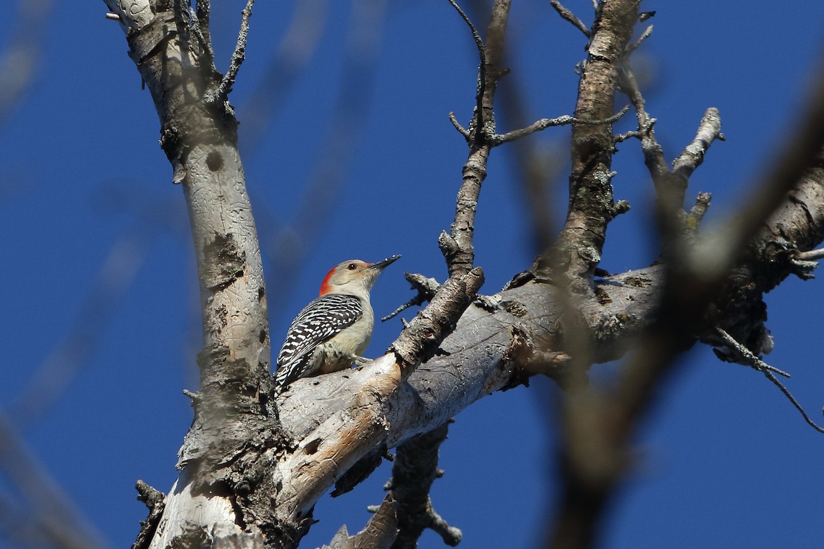 Red-bellied Woodpecker - Gang Wu