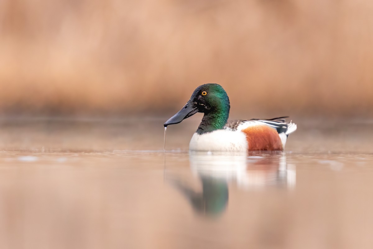 eBird Checklist 9 Mar 2021 Hebron Fish Hatchery and Wetlands 20