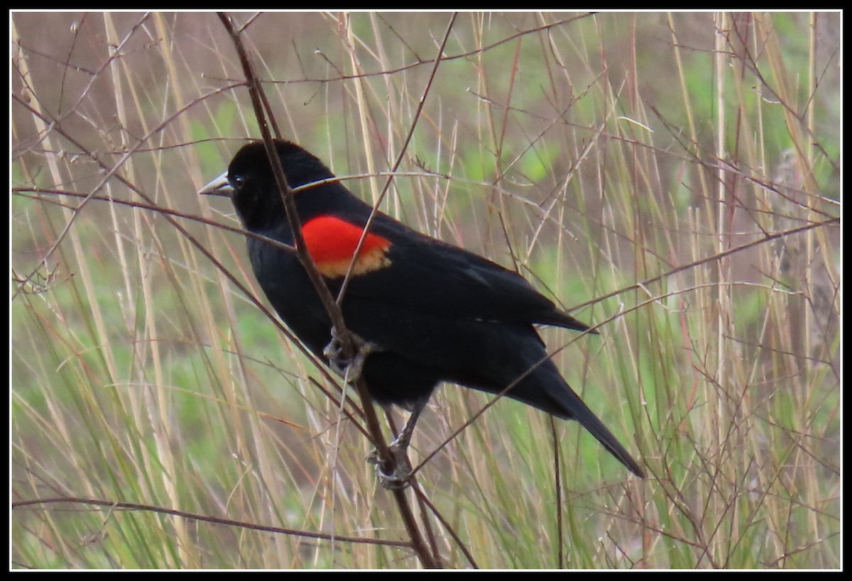 Red-winged Blackbird - ML315236811