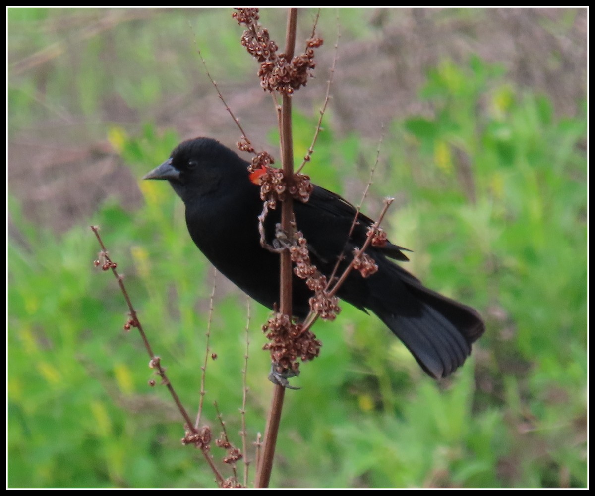 Red-winged Blackbird - Peter Gordon