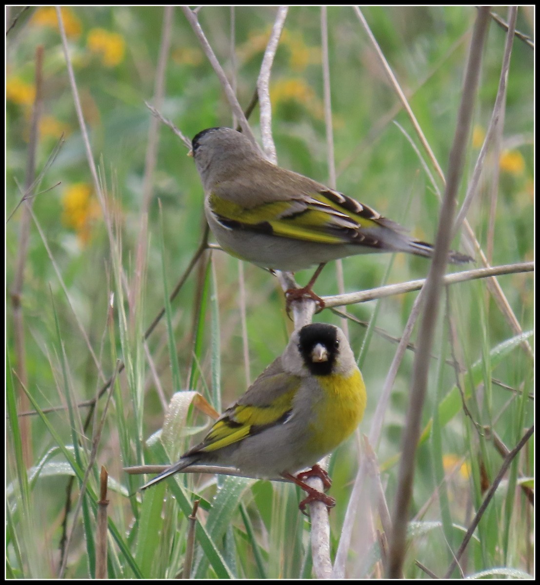 Lawrence's Goldfinch - ML315238951