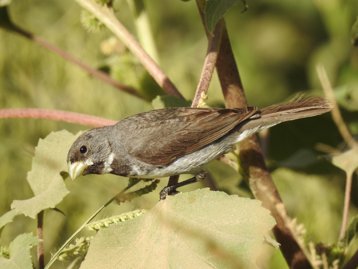 Double-collared Seedeater - ML315240601