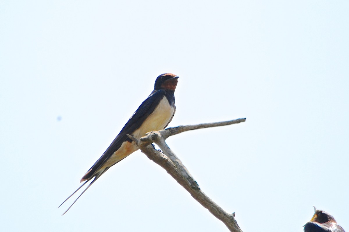 Barn Swallow (White-bellied) - Gerald Friesen