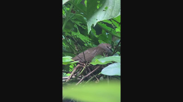 Gray-chested Dove - ML315244211