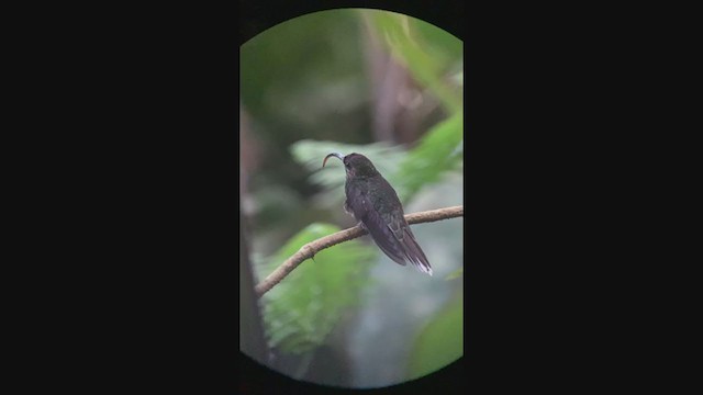 kolibřík orlozobec - ML315246581
