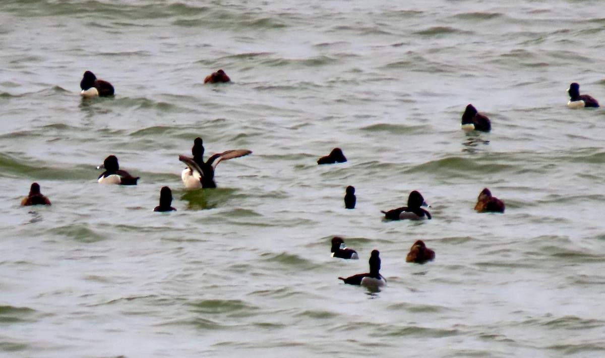 Greater Scaup - ML315247791