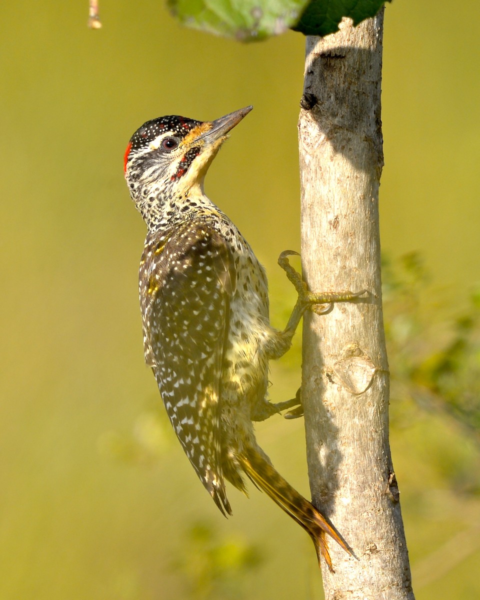 Nubian Woodpecker - Gerald Friesen