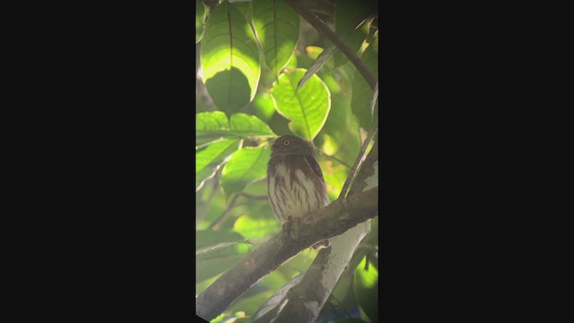 Central American Pygmy-Owl - ML315256301