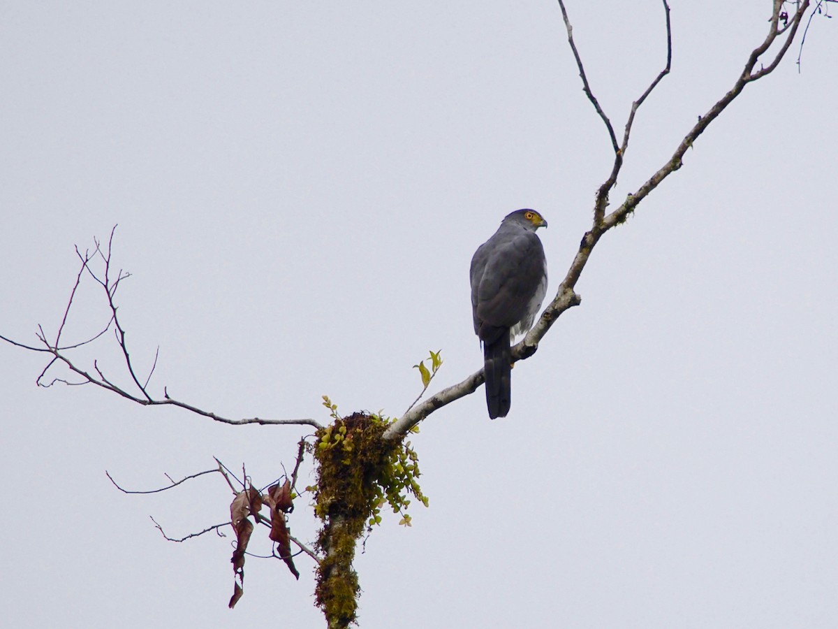 Barred Forest-Falcon - Bitty Roy