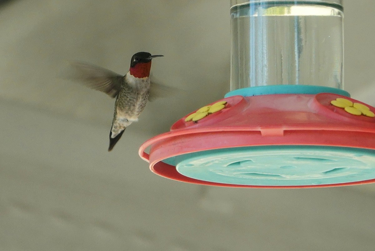 Ruby-throated Hummingbird - ML315257951