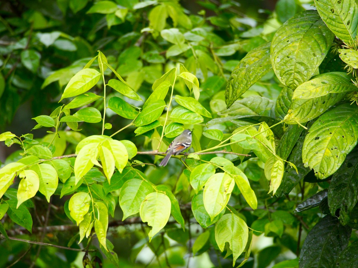 Rufous-winged Tyrannulet - Bitty Roy