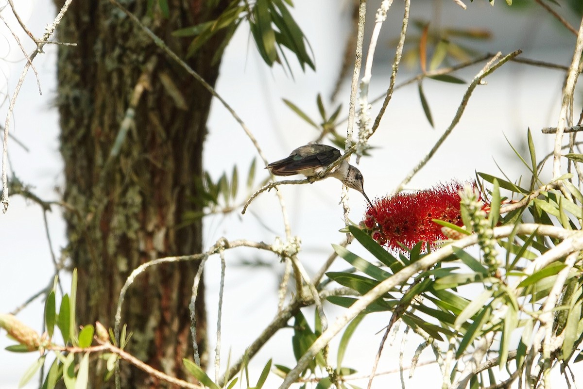 Black-chinned Hummingbird - ML315259661