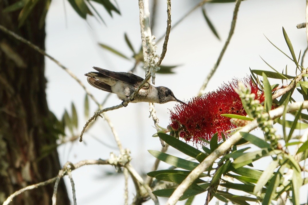Black-chinned Hummingbird - ML315259821