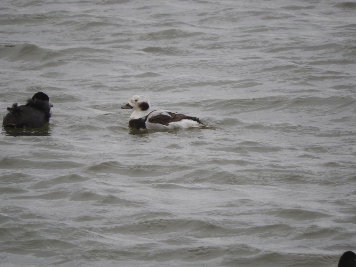 Long-tailed Duck - ML315261861