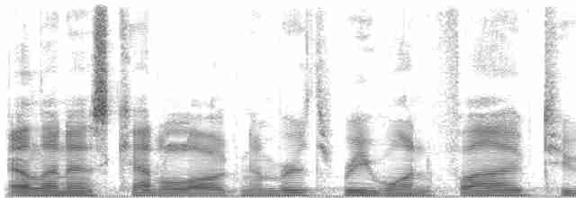 riksetrane (pictus gr.) - ML31527