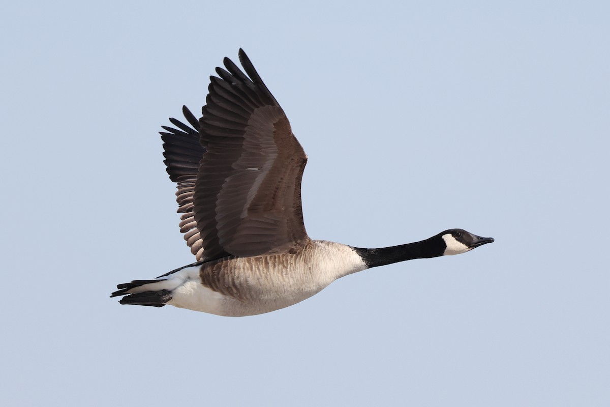 Canada Goose - Michael Yablick