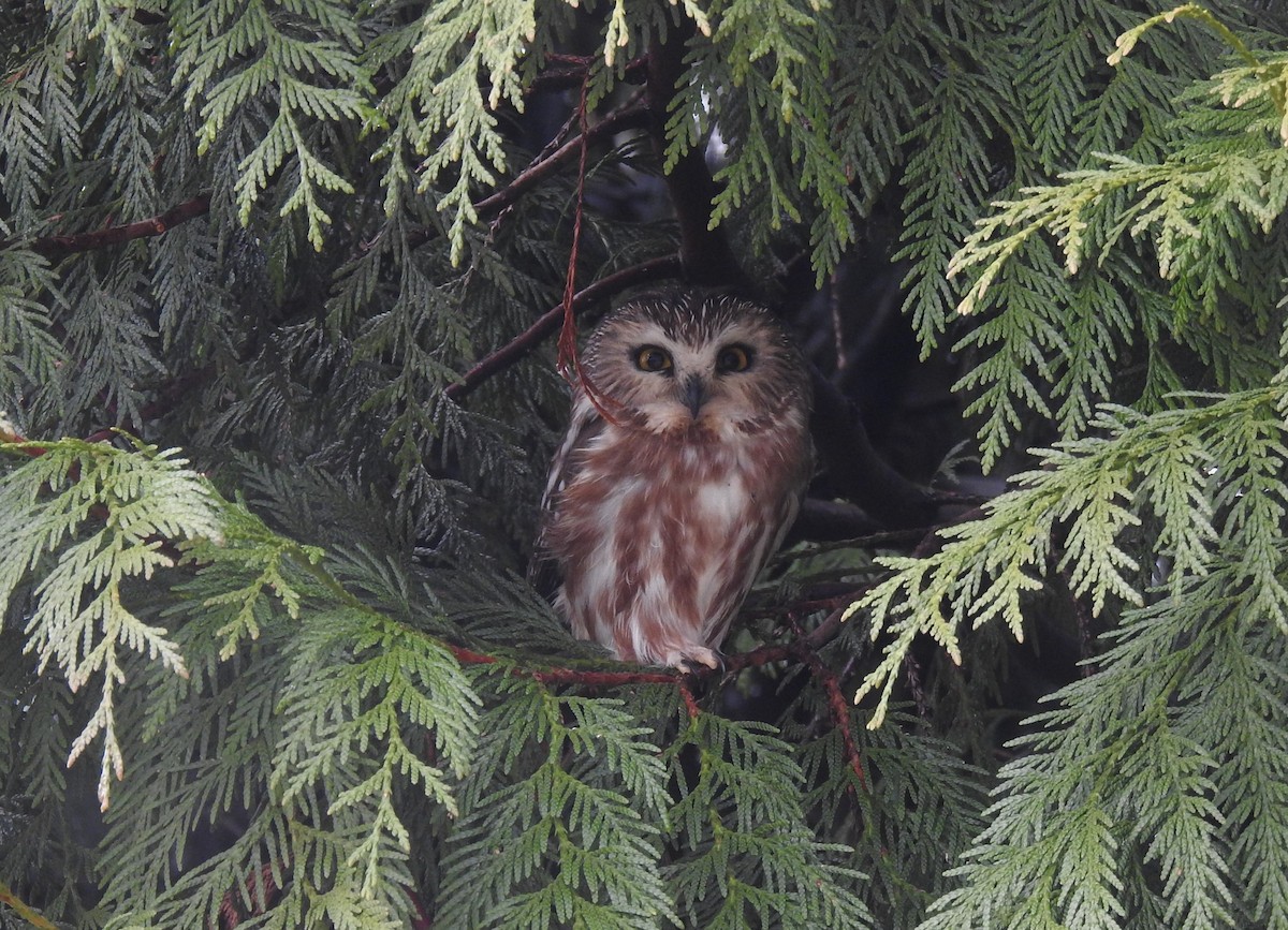 Northern Saw-whet Owl - Cos van Wermeskerken
