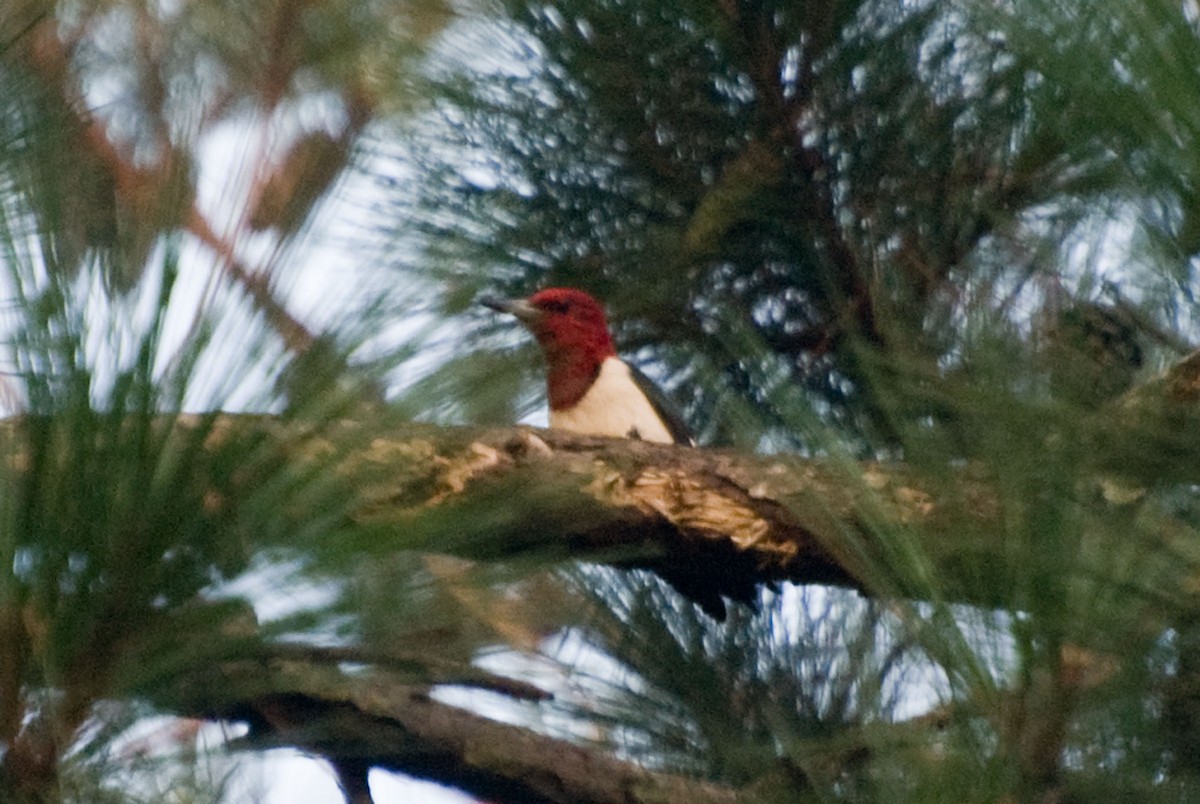 Red-headed Woodpecker - Robert Dobbs