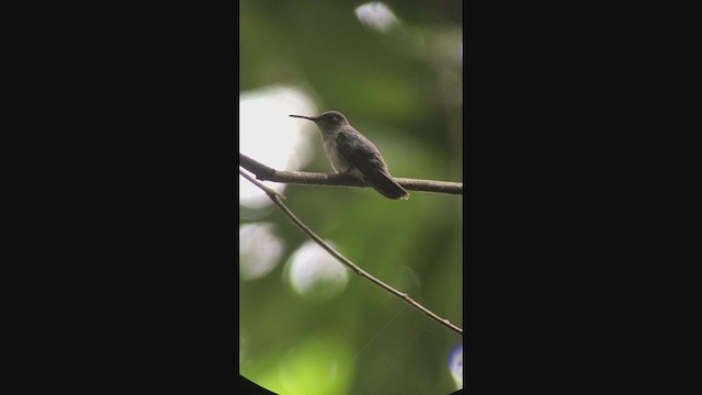 Violet-headed Hummingbird - ML315278961