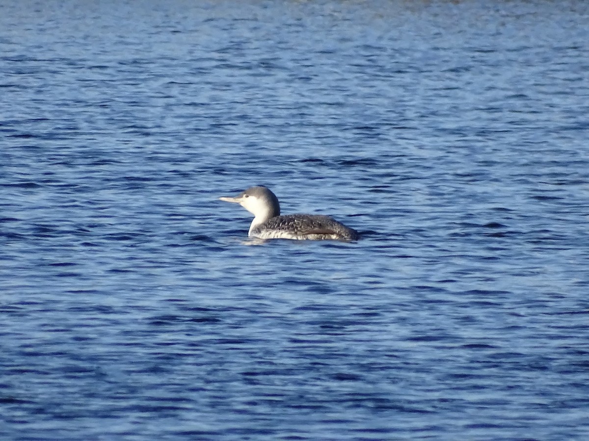 Red-throated Loon - ML315282451