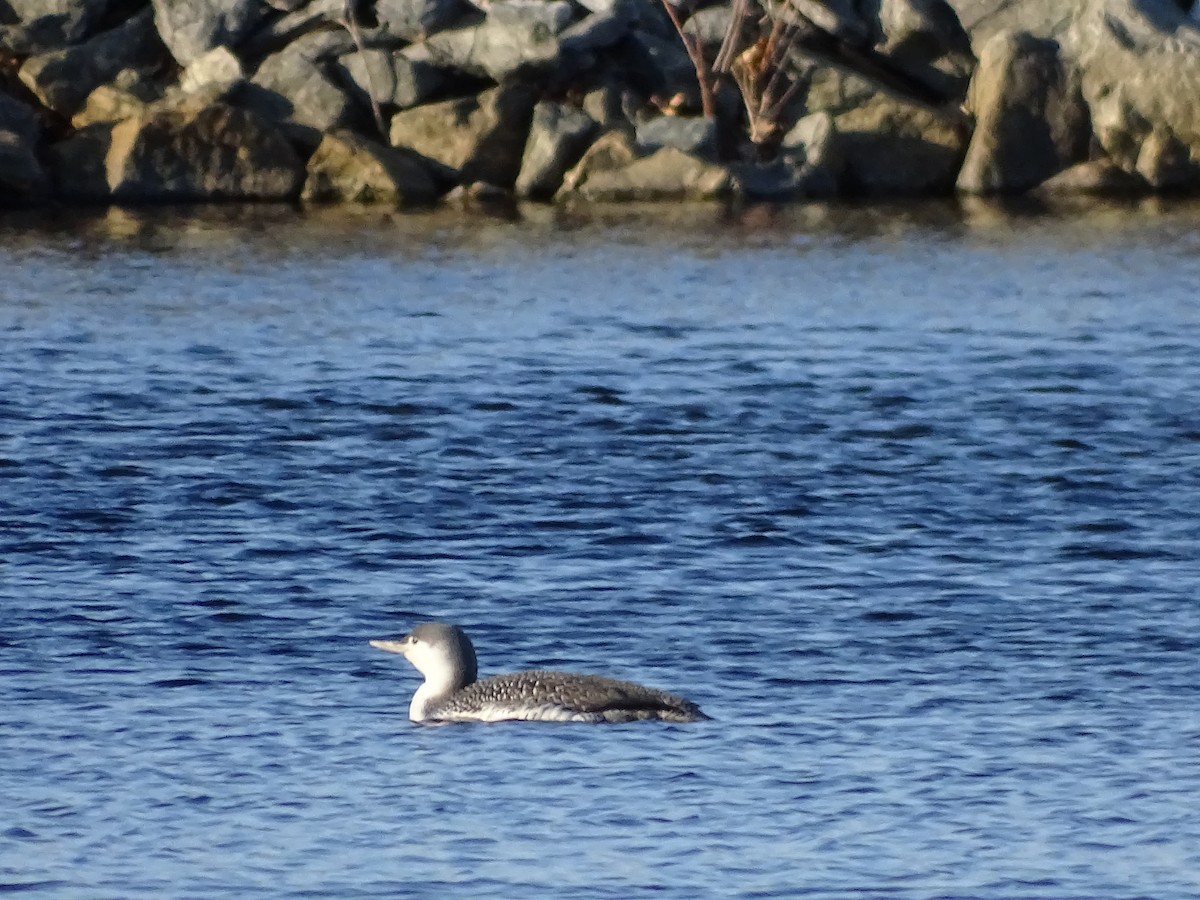 Red-throated Loon - ML315282471