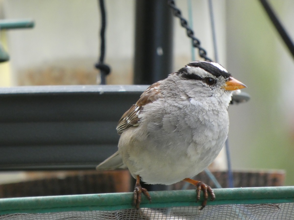 White-crowned Sparrow (Gambel's) - ML315282791