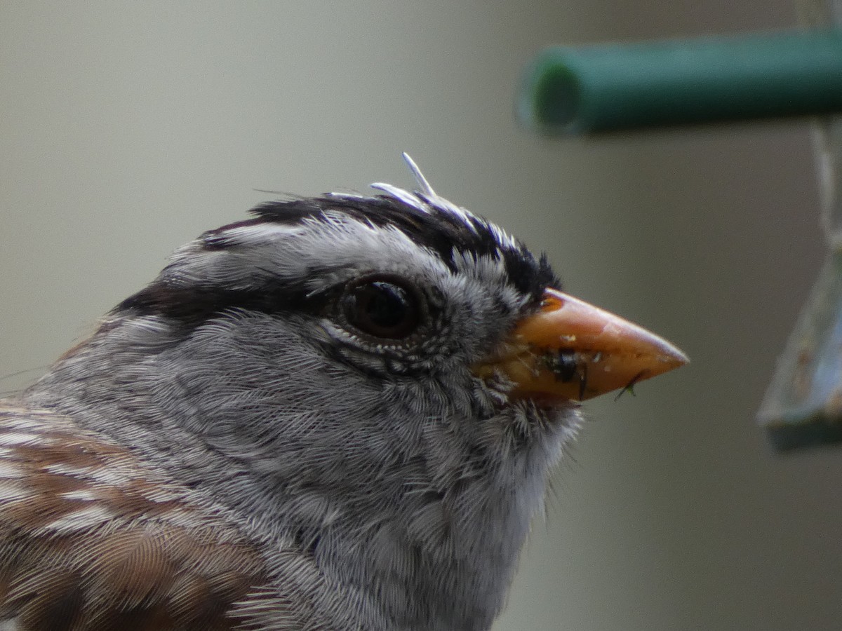 White-crowned Sparrow (Gambel's) - ML315282801