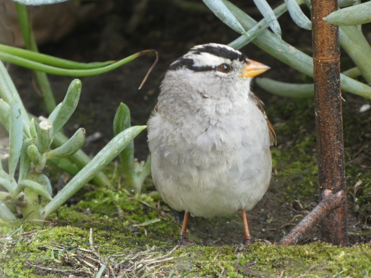 White-crowned Sparrow (Gambel's) - ML315282811