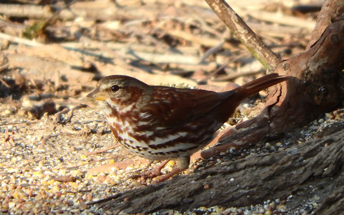Fox Sparrow (Red) - ML315282871