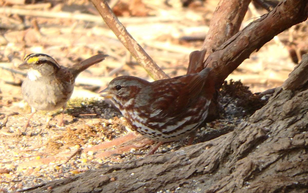 Fox Sparrow (Red) - ML315282881