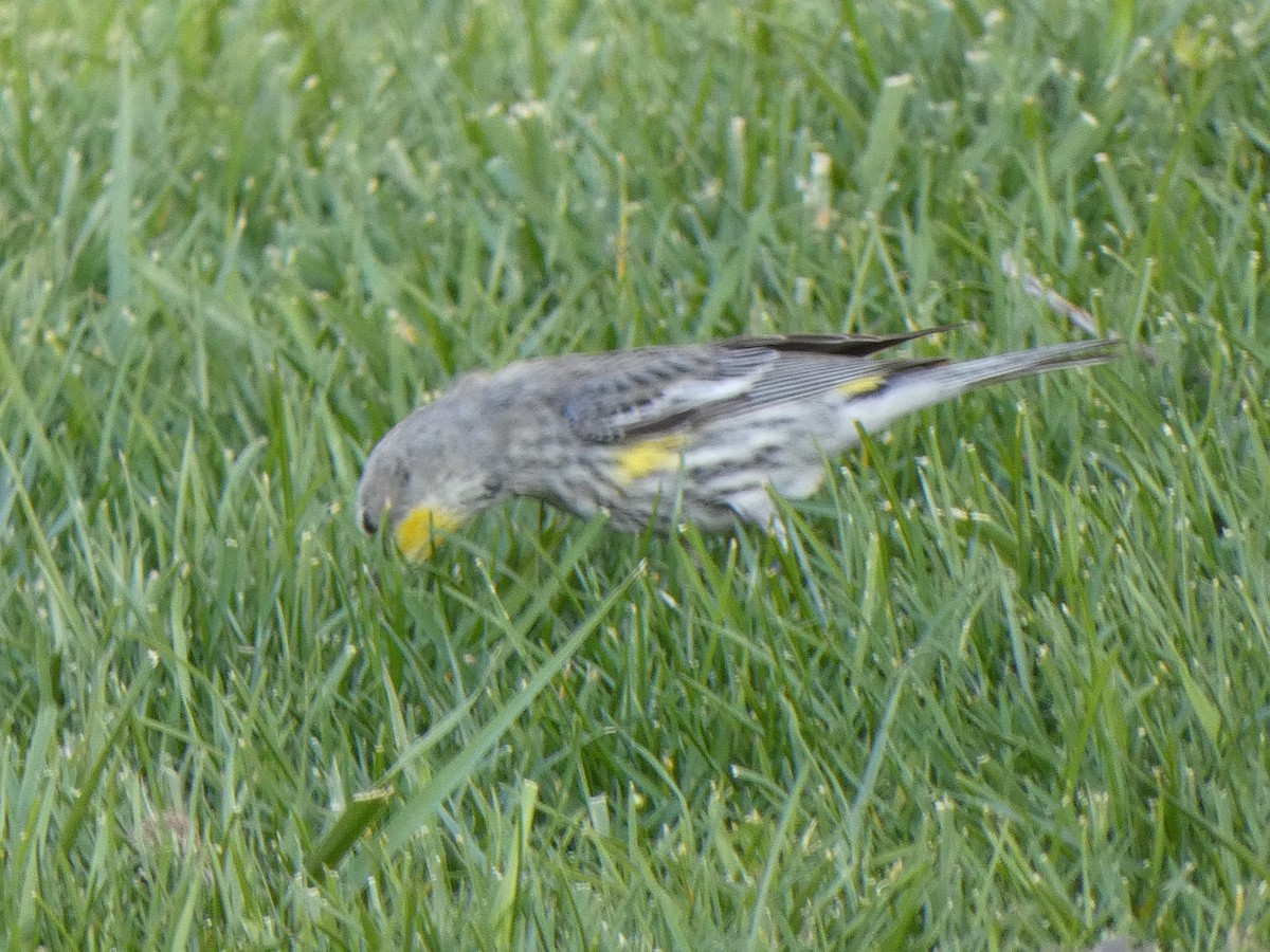 Yellow-rumped Warbler (Audubon's) - ML315283161