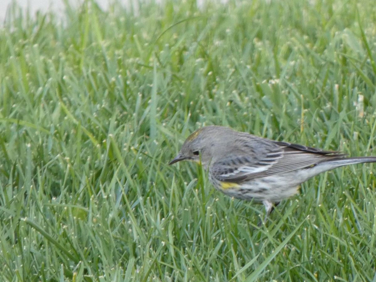 Yellow-rumped Warbler (Audubon's) - ML315283211