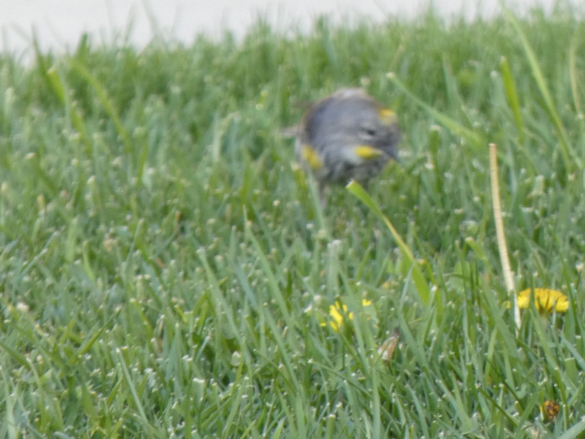 Yellow-rumped Warbler (Audubon's) - ML315283261