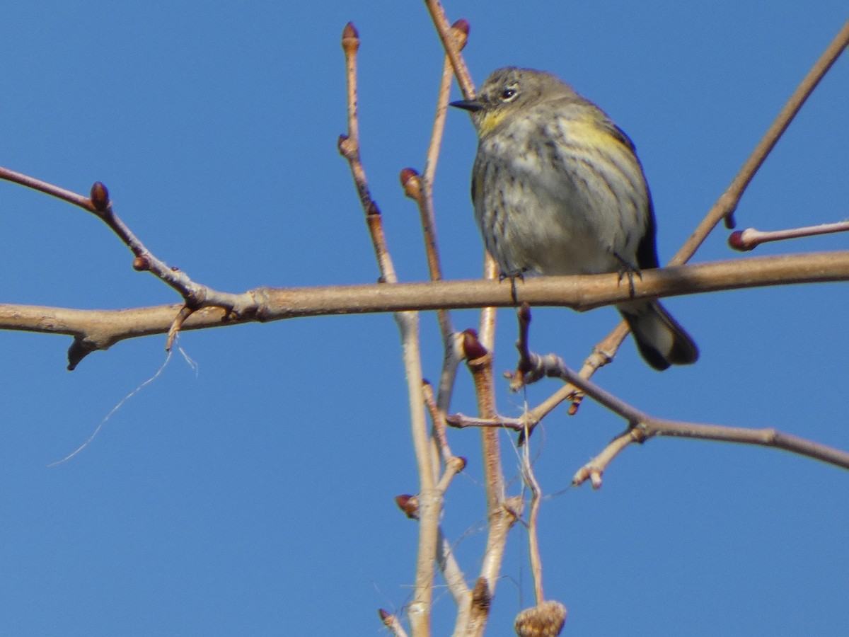 Yellow-rumped Warbler (Audubon's) - ML315283271