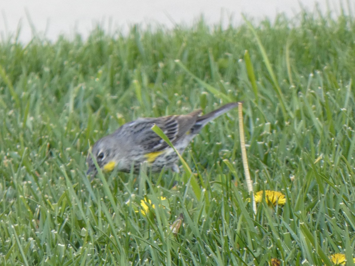 Yellow-rumped Warbler (Audubon's) - ML315283281