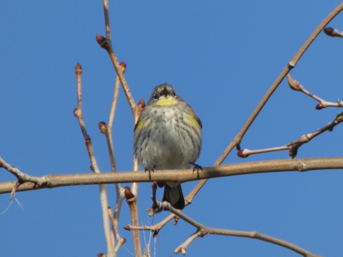 Yellow-rumped Warbler (Audubon's) - ML315283721