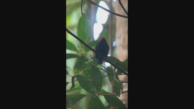 Red-capped Manakin - ML315286811