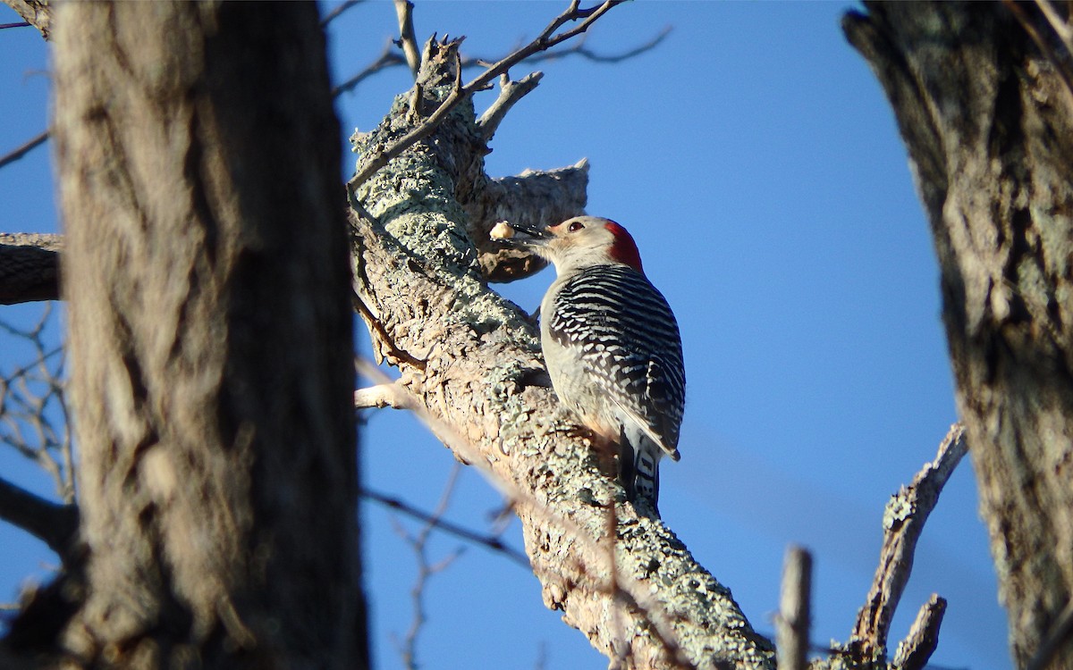 Red-bellied Woodpecker - ML315289651