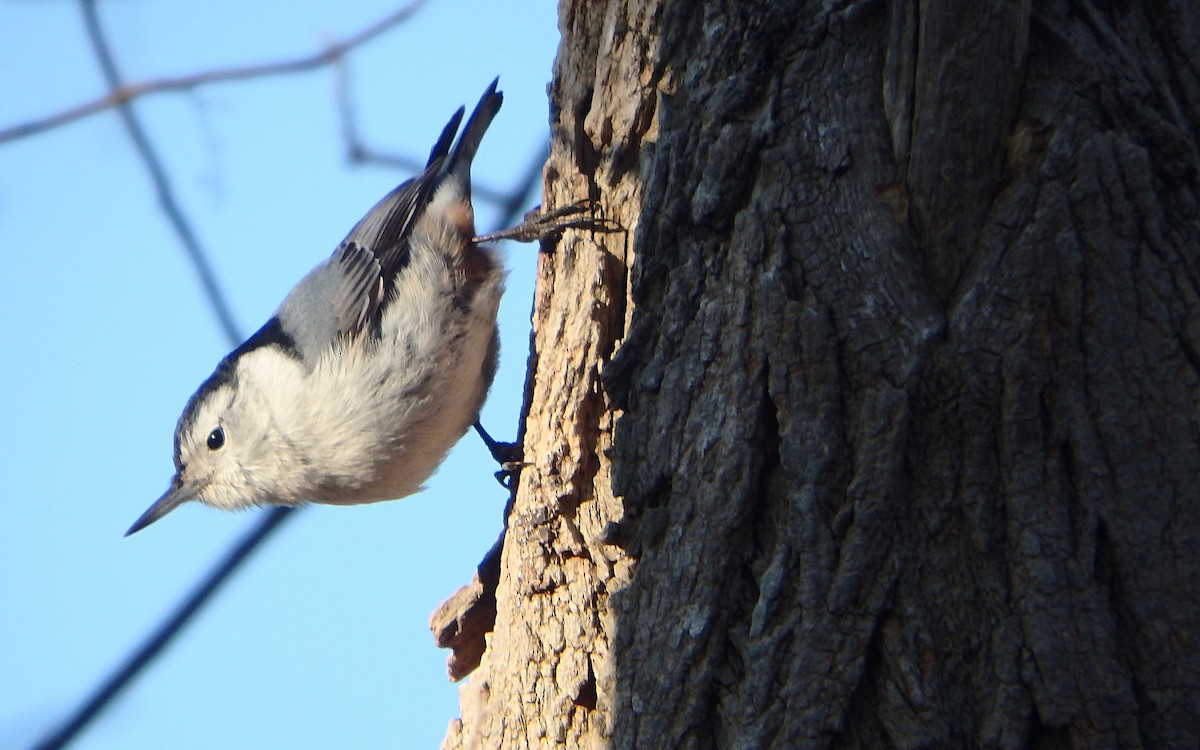 White-breasted Nuthatch - ML315289781