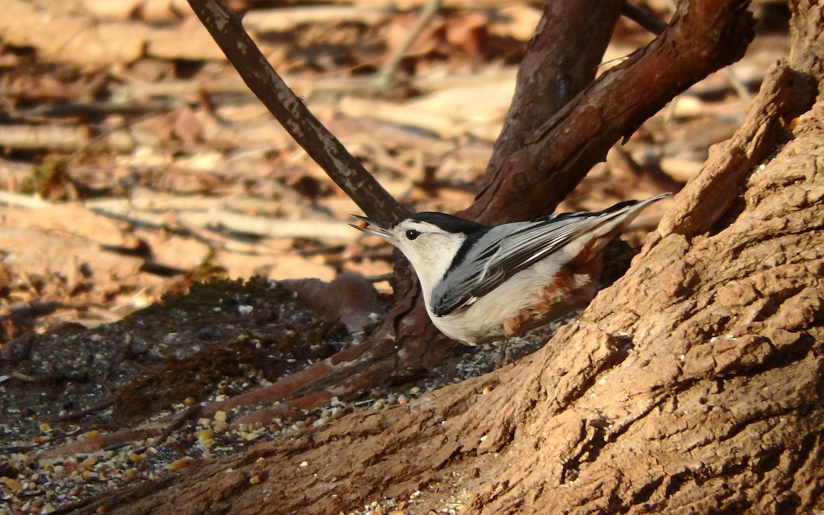 White-breasted Nuthatch - ML315289791