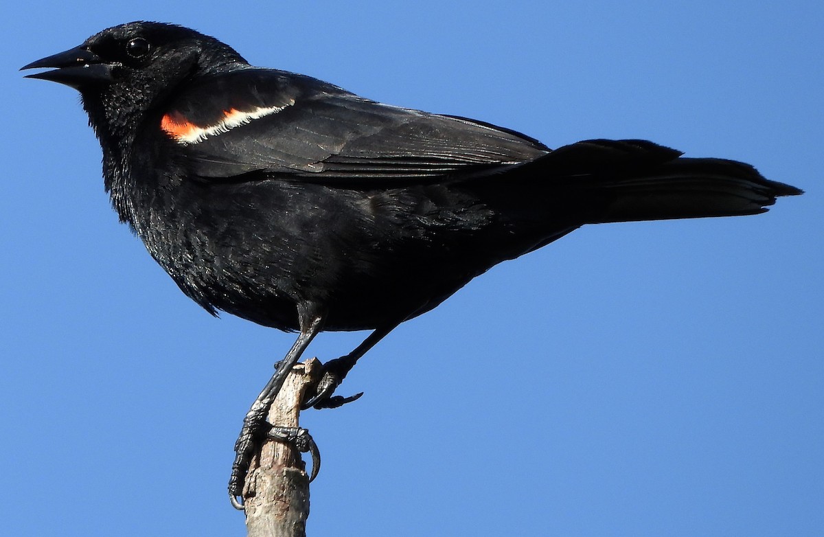 Red-winged Blackbird - Joe Minor