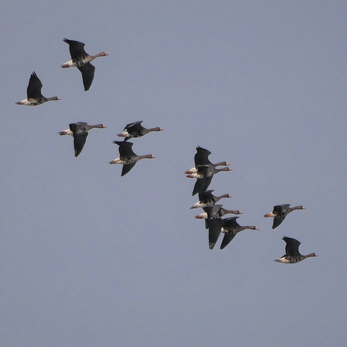 Greater White-fronted Goose - K K