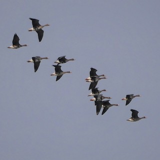 Greater White-fronted Goose, ML315292361