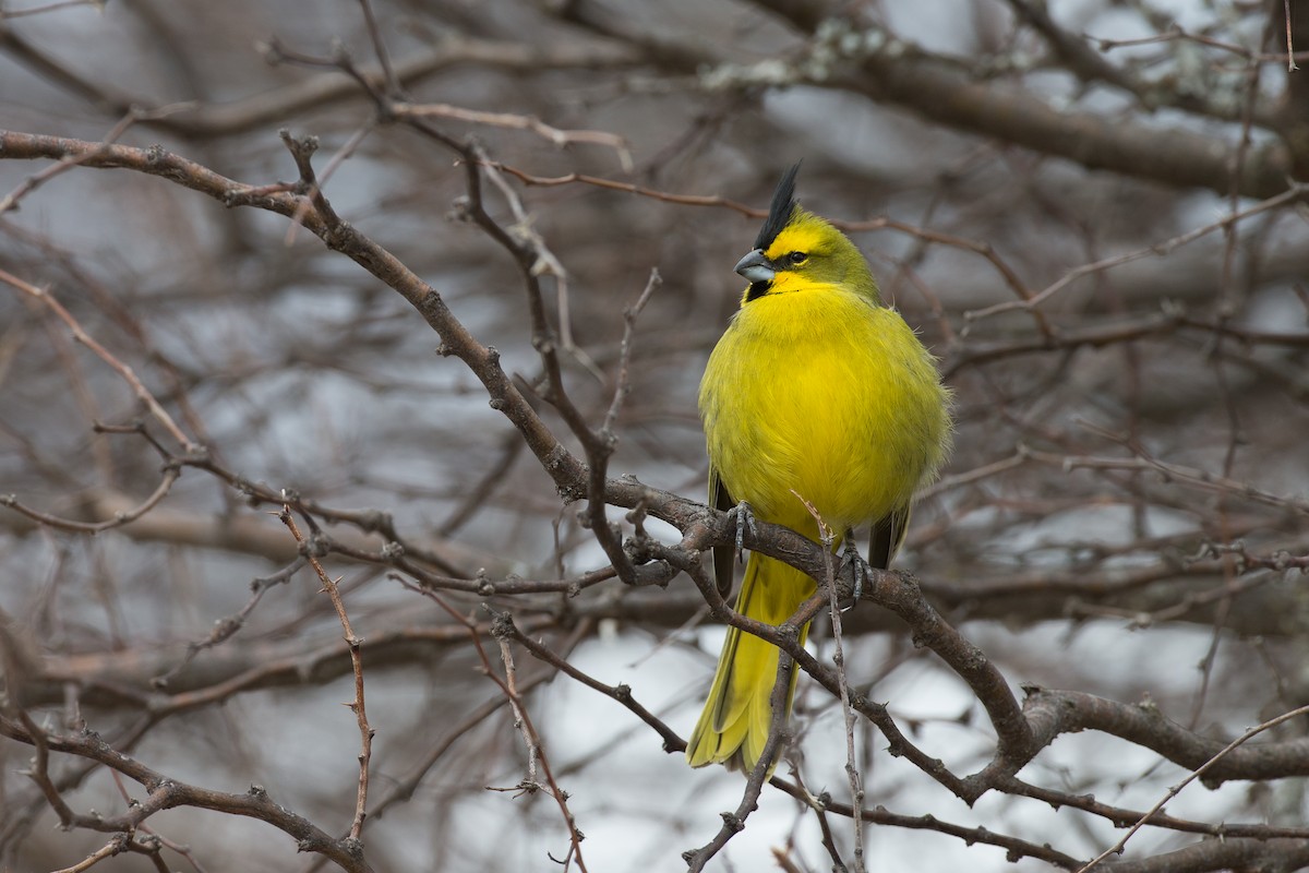 Yellow Cardinal - ML31529551